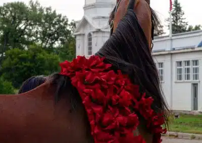 A horse with a garland of red flowers around its neck stands outdoors near a white domed building and trees.